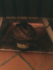 Bothrops jararaca