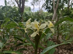 Hedychium flavum
