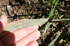 Senecio phelleus