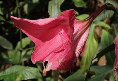 Hippeastrum