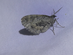 Asaphodes