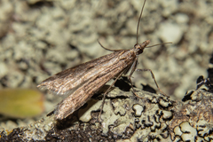 Scoparia exilis