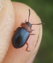 Gastrophysa polygoni