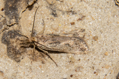Orocrambus corruptus