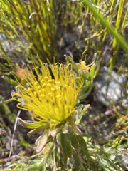 Leucospermum gracile