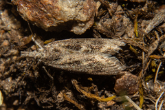 Orocrambus corruptus