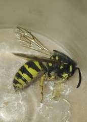 Vespula vulgaris