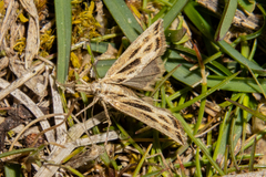 Orocrambus corruptus