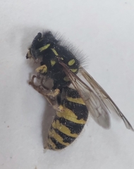 Vespula vulgaris