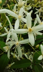Clematis glycinoides