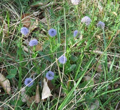 Globularia