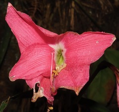 Hippeastrum
