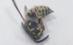 Vespula vulgaris