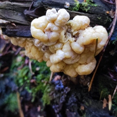 Naematelia encephala