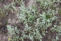 Artemisia nitrosa