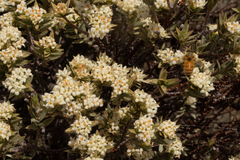 Pimelea aridula
