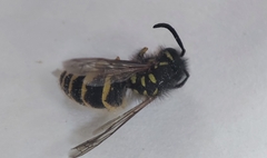 Vespula vulgaris
