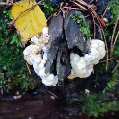 Naematelia encephala