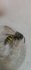 Vespula vulgaris