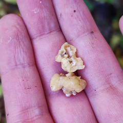 Naematelia encephala