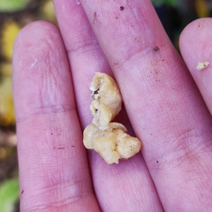 Naematelia encephala