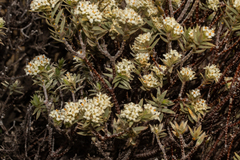 Pimelea aridula