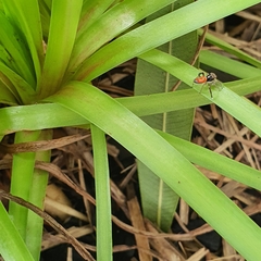 Maratus pavonis