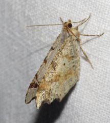 Macaria alternata