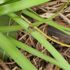Maratus pavonis