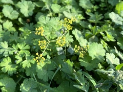 Pastinaca
