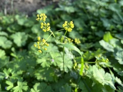 Pastinaca