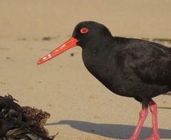 Haematopus fuliginosus
