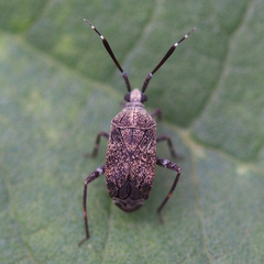 Eurystylus sauteri