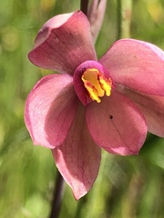 Thelymitra × macmillanii