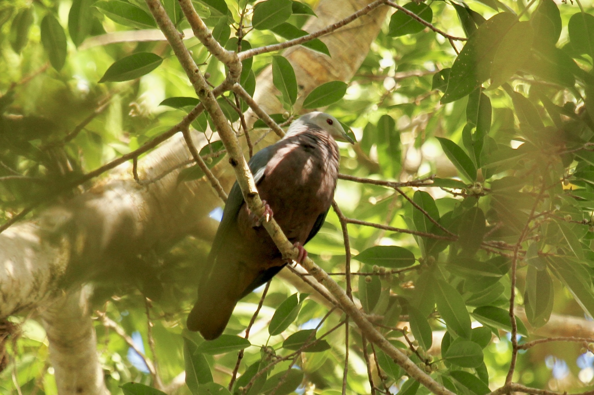 Chestnut-bellied Imperial-Pigeon illustration