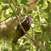 Ducula brenchleyi - Photo (c) Bird Explorers,  זכויות יוצרים חלקיות (CC BY-NC), הועלה על ידי Bird Explorers