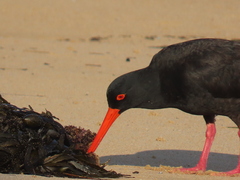 Haematopus fuliginosus