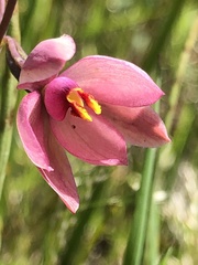 Thelymitra × macmillanii