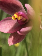 Thelymitra × macmillanii