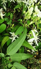 Clematis glycinoides