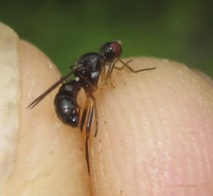Nemopoda nitidula