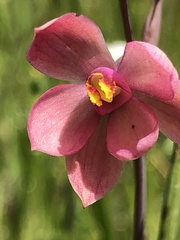 Thelymitra × macmillanii