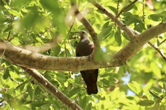 Ducula brenchleyi