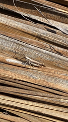 Chorthippus brunneus