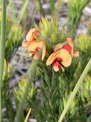 Pultenaea humilis