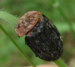 Oiceoptoma thoracicum