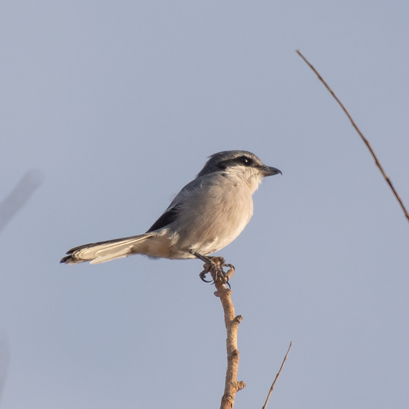 Iberian Grey Shrike (Lanius meridionalis)
