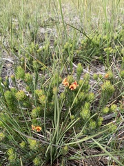 Pultenaea humilis