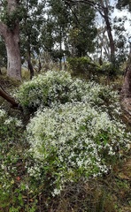 Clematis glycinoides