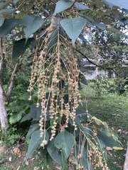 Mallotus paniculatus